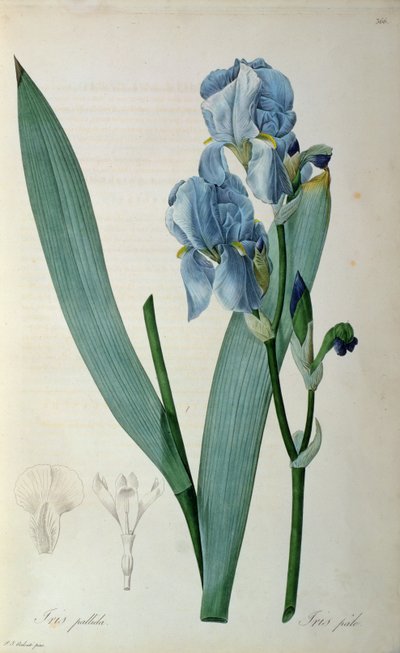 Iris Pallida, from 